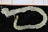  ( - ZMBN_95305)  @11 [ ] CreativeCommons - Attribution Non-Commercial Share-Alike (2014) University of Bergen University of Bergen, Natural History Collections