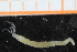  ( - ZMBN_95308)  @12 [ ] CreativeCommons - Attribution Non-Commercial Share-Alike (2014) University of Bergen University of Bergen, Natural History Collections