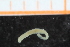  ( - ZMBN_95309)  @11 [ ] CreativeCommons - Attribution Non-Commercial Share-Alike (2014) University of Bergen University of Bergen, Natural History Collections