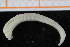  ( - ZMBN_95338)  @11 [ ] CreativeCommons - Attribution Non-Commercial Share-Alike (2014) University of Bergen University of Bergen, Natural History Collections