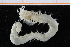  (Streblosoma bairdi - ZMBN_95339)  @11 [ ] CreativeCommons - Attribution Non-Commercial Share-Alike (2014) University of Bergen University of Bergen, Natural History Collections