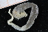  (Terebellides sp. taj.a. Kongsrud1 - ZMBN_95346)  @11 [ ] CreativeCommons - Attribution Non-Commercial Share-Alike (2014) University of Bergen University of Bergen, Natural History Collections