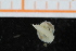  ( - ZMBN_95364)  @12 [ ] CreativeCommons - Attribution Non-Commercial Share-Alike (2014) University of Bergen University of Bergen, Natural History Collections
