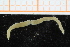  ( - ZMBN_95369)  @12 [ ] CreativeCommons - Attribution Non-Commercial Share-Alike (2014) University of Bergen University of Bergen, Natural History Collections