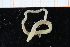  ( - ZMBN_95394)  @11 [ ] CreativeCommons - Attribution Non-Commercial Share-Alike (2014) University of Bergen University of Bergen, Natural History Collections