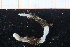  ( - ZMBN_95428)  @12 [ ] CreativeCommons - Attribution Non-Commercial Share-Alike (2014) University of Bergen University of Bergen, Natural History Collections