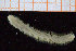  ( - ZMBN_95693)  @11 [ ] CreativeCommons - Attribution Non-Commercial Share-Alike (2014) University of Bergen University of Bergen, Natural History Collections