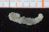  ( - ZMBN_95708)  @12 [ ] CreativeCommons - Attribution Non-Commercial Share-Alike (2014) University of Bergen University of Bergen, Natural History Collections