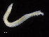  (Ophelina cf. minima - ZMBN_95745)  @11 [ ] CreativeCommons - Attribution Non-Commercial Share-Alike (2014) University of Bergen University of Bergen, Natural History Collections