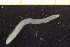  (Ophelina helgolandiae - ZMBN_95751)  @13 [ ] CreativeCommons - Attribution Non-Commercial Share-Alike (2014) University of Bergen University of Bergen, Natural History Collections