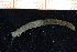  ( - ZMBN_95802)  @12 [ ] CreativeCommons - Attribution Non-Commercial Share-Alike (2014) University of Bergen University of Bergen, Natural History Collections