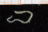  ( - ZMBN_95803)  @11 [ ] CreativeCommons - Attribution Non-Commercial Share-Alike (2014) University of Bergen University of Bergen, Natural History Collections