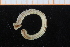  ( - ZMBN_95811)  @11 [ ] CreativeCommons - Attribution Non-Commercial Share-Alike (2014) University of Bergen University of Bergen, Natural History Collections
