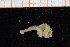  ( - ZMBN_95829)  @12 [ ] CreativeCommons - Attribution Non-Commercial Share-Alike (2014) University of Bergen University of Bergen, Natural History Collections