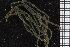  ( - ZMBN_95873)  @12 [ ] CreativeCommons - Attribution Non-Commercial Share-Alike (2015) University of Bergen University of Bergen, Natural History Collections