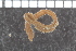  ( - ZMBN_95925)  @11 [ ] CreativeCommons - Attribution Non-Commercial Share-Alike (2015) University of Bergen University of Bergen, Natural History Collections