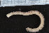  ( - ZMBN_95930)  @12 [ ] CreativeCommons - Attribution Non-Commercial Share-Alike (2015) University of Bergen University of Bergen, Natural History Collections