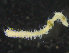  ( - ZMBN_98282)  @12 [ ] CreativeCommons - Attribution Non-Commercial Share-Alike (2015) University of Bergen University of Bergen, Natural History Collection