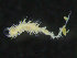  ( - ZMBN_98283)  @12 [ ] CreativeCommons - Attribution Non-Commercial Share-Alike (2015) University of Bergen University of Bergen, Natural History Collection