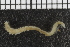  ( - ZMBN_98295)  @11 [ ] CreativeCommons - Attribution Non-Commercial Share-Alike (2015) University of Bergen University of Bergen, Natural History Collection