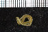  (Eteone sp - ZMBN_98300)  @12 [ ] CreativeCommons - Attribution Non-Commercial Share-Alike (2015) University of Bergen University of Bergen, Natural History Collection