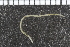  ( - ZMBN_98307)  @12 [ ] CreativeCommons - Attribution Non-Commercial Share-Alike (2015) University of Bergen University of Bergen, Natural History Collection