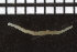  ( - ZMBN_98308)  @12 [ ] CreativeCommons - Attribution Non-Commercial Share-Alike (2015) University of Bergen University of Bergen, Natural History Collection