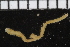  ( - ZMBN_98544)  @11 [ ] CreativeCommons - Attribution Non-Commercial Share-Alike (2015) UoB, Norway University of Bergen, Natural History Collections