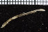  ( - ZMBN_98555)  @11 [ ] CreativeCommons - Attribution Non-Commercial Share-Alike (2015) UoB, Norway University of Bergen, Natural History Collections
