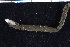  ( - ZMBN_98574)  @12 [ ] CreativeCommons - Attribution Non-Commercial Share-Alike (2015) UoB, Norway University of Bergen, Natural History Collections