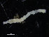  ( - ZMBN_98577)  @11 [ ] CreativeCommons - Attribution Non-Commercial Share-Alike (2015) UoB, Norway University of Bergen, Natural History Collections