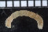  ( - ZMBN_98588)  @11 [ ] CreativeCommons - Attribution Non-Commercial Share-Alike (2015) UoB, Norway University of Bergen, Natural History Collections