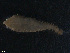  ( - TB591)  @12 [ ] CreativeCommons - Attribution Non-Commercial Share-Alike (2012) NTNU Vitenskapsmuseet NTNU Museum of Natural History and Archaeology