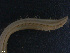  (Ophelina acuminata - TB594)  @14 [ ] CreativeCommons - Attribution Non-Commercial Share-Alike (2012) NTNU Vitenskapsmuseet NTNU Museum of Natural History and Archaeology