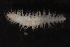  (Stenoninereis - ECOSUR-OH-0959)  @11 [ ] CreativeCommons  Attribution Non-Commercial (by-nc) (2016) Unspecified Unspecified