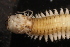  ( - ECOSUR-OH-0993)  @11 [ ] CreativeCommons  Attribution Non-Commercial (by-nc) (2016) Unspecified Unspecified