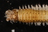  ( - ECOSUR-OH-0994)  @11 [ ] CreativeCommons  Attribution Non-Commercial (by-nc) (2016) Unspecified Unspecified