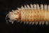 ( - ECOSUR-OH-0995)  @11 [ ] CreativeCommons  Attribution Non-Commercial (by-nc) (2016) Unspecified Unspecified