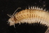  ( - ECOSUR-OH-0996)  @11 [ ] CreativeCommons  Attribution Non-Commercial (by-nc) (2016) Unspecified Unspecified