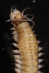 ( - ECOSUR-OH-0997)  @11 [ ] CreativeCommons  Attribution Non-Commercial (by-nc) (2016) Unspecified Unspecified
