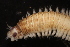  ( - ECOSUR-OH-0998)  @11 [ ] CreativeCommons  Attribution Non-Commercial (by-nc) (2016) Unspecified Unspecified