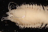  ( - ECOSUR-OH-P0485.1)  @11 [ ] CreativeCommons  Attribution Non-Commercial (by-nc) (2016) Unspecified Unspecified