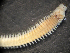  ( - CAS170599D)  @13 [ ] CreativeCommons - Attribution  Unspecified Unspecified