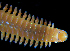  (Oenone diphyllidia - ECOSUR-OH-P398)  @11 [ ] CreativeCommons - Attribution  Unspecified Unspecified