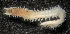  ( - ECOSUR-OH-P637)  @11 [ ] CreativeCommons - Attribution  Unspecified Unspecified