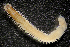  ( - ECOSUR-OH-P717)  @11 [ ] CreativeCommons - Attribution  Unspecified Unspecified