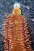  (Oenone sp. LFCP-1 - ECOSUR-OH-P1026)  @11 [ ] CreativeCommons - Attribution (2016) Unspecified El Colegio de la Frontera Sur