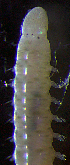  (Arabella sp. LFCP-1 - ECOSUR-OH-P1038)  @11 [ ] CreativeCommons - Attribution (2015) Unspecified El Colegio de la Frontera Sur