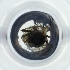  ( - POMS_001_D12)  @11 [ ] by  Genome Research Ltd as Wellcome Sanger Institute Genome Research Limited operating as Wellcome Sanger Institute