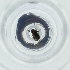  ( - POMS_032_B4)  @11 [ ] by  Genome Research Ltd as Wellcome Sanger Institute Genome Research Limited operating as Wellcome Sanger Institute